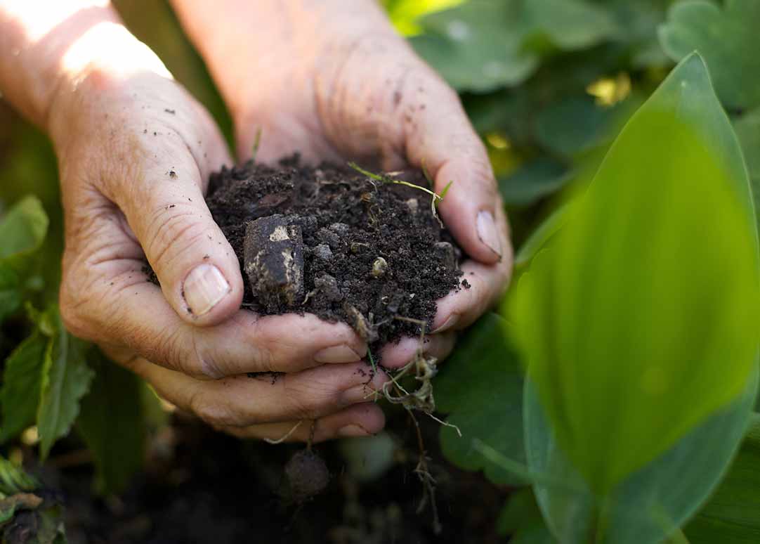 Hands holding soil